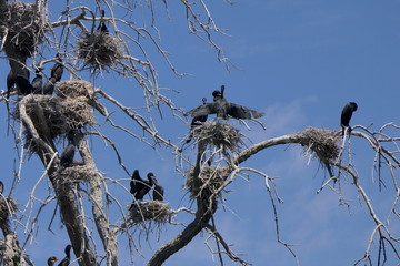 Kormorane in Baum