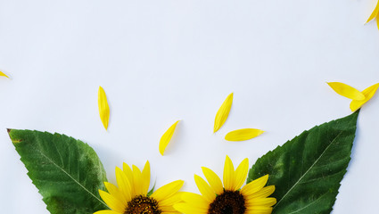 Yellow sunflowers isolated on white background for summer floral concept with copy space.