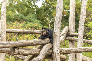 Ours à lunettes au zoo de Doué-la-Fontaine