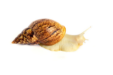 A large brown snail - ahaatin ahatina - giant African snail, Achatina fulica, Lissachatina fulica looking at us, close-up. White background