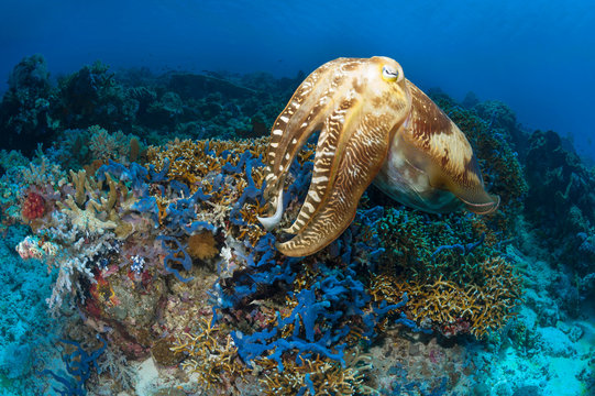 Cuttlefish in the Shallows