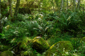 Big ferns in a beautiful forest and rocks with green moss