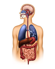 The human digestive and respiratory system and the brain - 281318654