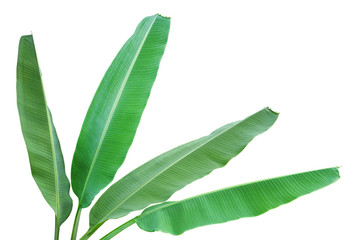 Naklejka na ściany i meble Green Leaves of Flowering Banana Tropical Plant, Musa ornata Roxb., Isolated on White Background