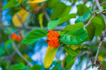 Blooming orange flowers on green tree leaves