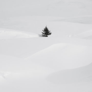 An isolate small pine tree in a snow drift.