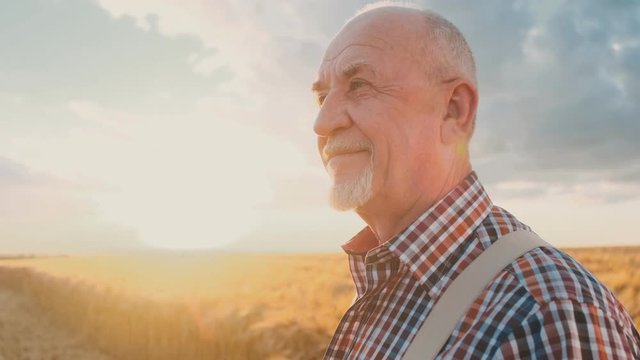Portrait of the handsome happy bold Caucasian senior man in a plaid shirt standing in the middle of the wheat field, smiling and looking at the side. Close up.