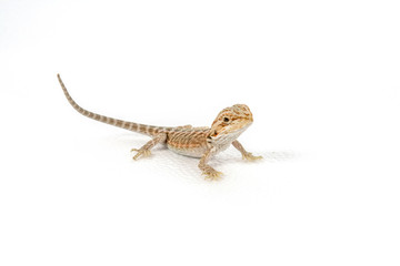 baby bearded dragon on a white background