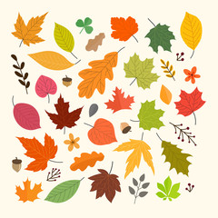 Obraz premium Different autumn leaves vector collection isolated on white background
