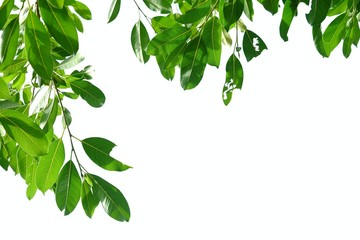 Close up tropical plant leaves with branches on white isolated background for green foliage backdrop 