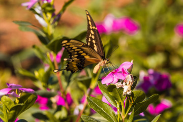 Giant Swallowtail Butterfly (Papilio cresphontes) Feeding on Flowers