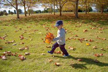 Little boy walking in a park holding yellow leaves