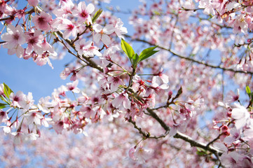 Close up of blossoming cherry tree