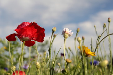 a red poppy and cornflowers closeup in a grass shoulder in holland in summer with a beautiful blue background with clouds