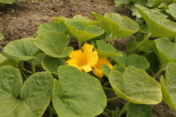 a big pumpkin plant with yellow flowers closeup in the vegetable garden