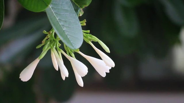 Hawaiian Plumeria flowers used to make aloha leis.