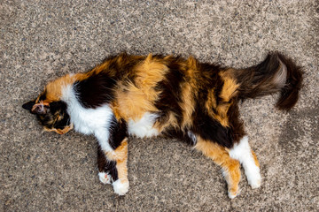 spotted cat lying on the pavement