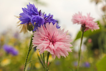 Fototapeta premium a blue and a pink cornflower in a field margin closeup in summer