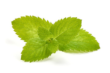 Fresh mint leaves, close-up, isolated on white background