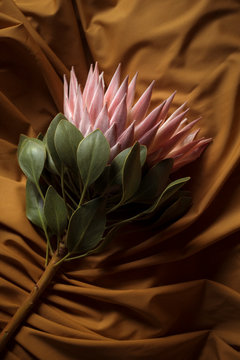 Protea Flower
