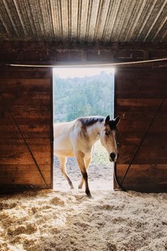 A horse enters the barn in the evening light