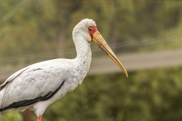 Ibis tantale au zoo de Doué-la-Fontaine
