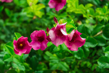 Beautiful pink flowers in tropical garden