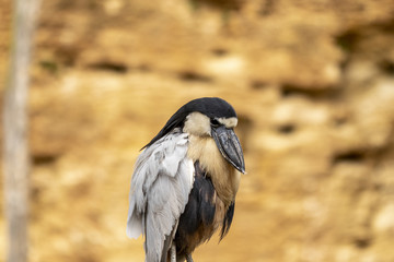 Savacou huppé au zoo de Doué-la-Fontaine