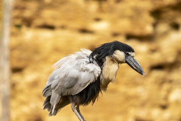 Savacou huppé au zoo de Doué-la-Fontaine