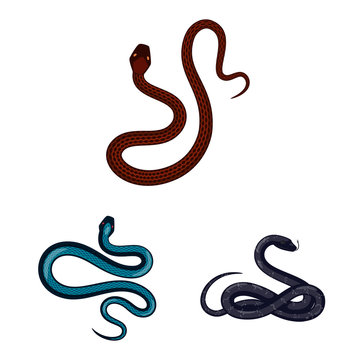 Vector illustration of poison and evil logo. Set of poison and bite stock symbol for web.