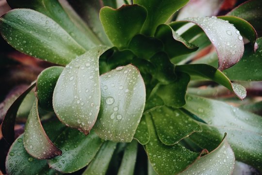 Close up of a dew covered succulent