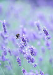 Eine Hummel im Lavendelfeld