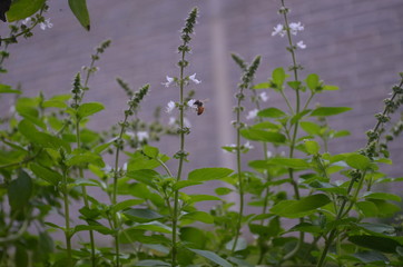 background with green leaves