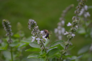 bee on flower