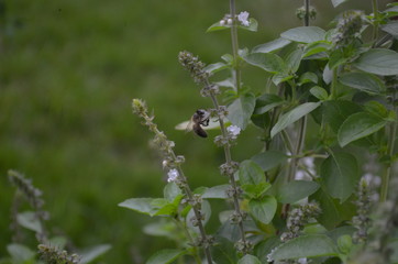 bee on a leaf