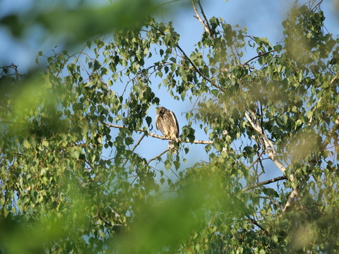 Greifvogel