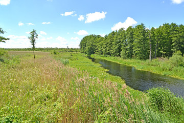 Fototapeta na wymiar The small river Meadow in summer sunny day. Kaliningrad region