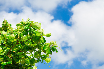 Tropical tree and blue sky