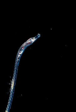 Larval Pipefish