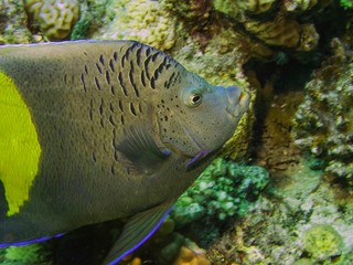 An Arabian Angelfish (Pomacanthus asfur)