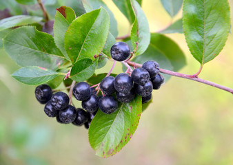 Berries of an aroniya (mountain ash) black-fruited (Aronia melanocarpa (Michx.) Elliott) close up