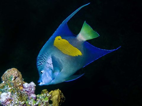 An Arabian Angelfish (Pomacanthus asfur)