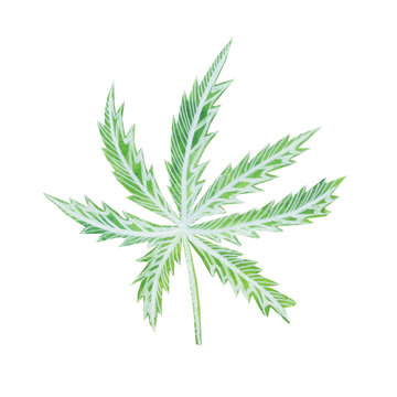 disegno cannabis verde illustrazione sfondo bianco