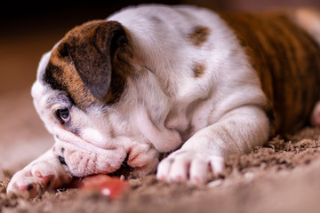 Filhote de Cachorro
