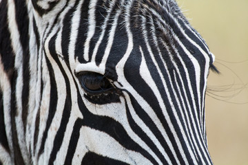Fototapeta na wymiar Closeup of an eye of a zebra in Ngorongoro National Park, Tanzania, Africa.
