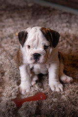 Olhar de filhote de cachorro