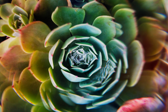 Close-up of a multi-colored echeveria succulent