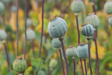 Field of poppies. (Papaver somniferum). Poppies, agricultural crop..