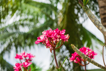 Pink Frangipani flowers blooming