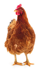 Brown hen isolated.